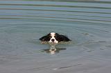CAVALIER KING CHARLES 640